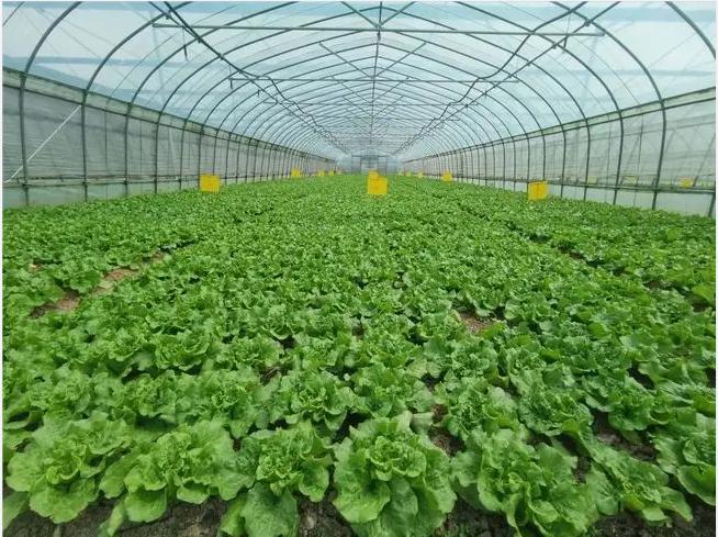 ��ɳʳ�óа����V��ԓ�������ʳ�óа�