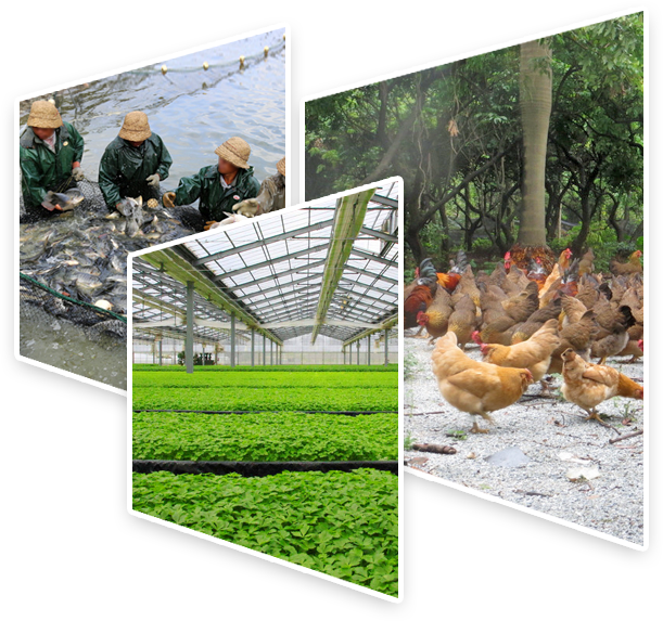 �Vʢ��ʳ������